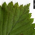 SpeciesSub: var. japonica